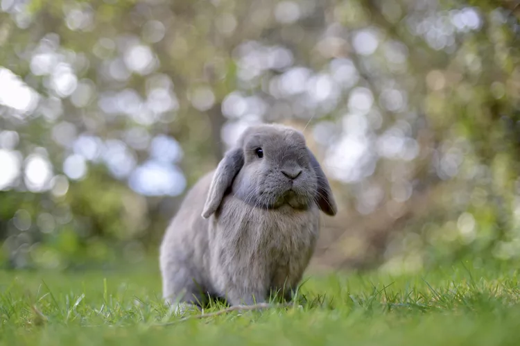 Mini Lop